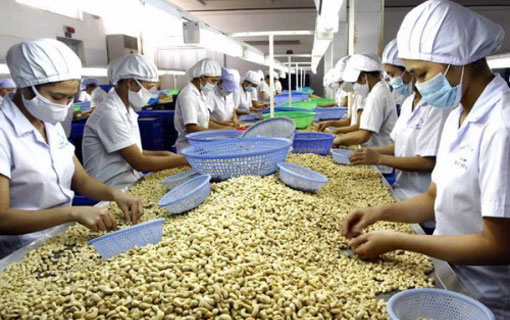 Le Vietnam a importé 450.000 tonnes de noix de cajou de la Côte d’Ivoire Le Vietnam a importé 450.000 tonnes de noix de cajou de la Côte d’Ivoire