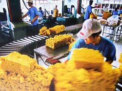 Caoutchouc : Le Vietnam augmente sa production de latex Caoutchouc : Le Vietnam augmente sa production de latex