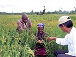 Agriculture : coopération Vietnam-Guinée-Afrique du Sud Agriculture : coopération Vietnam-Guinée-Afrique du Sud