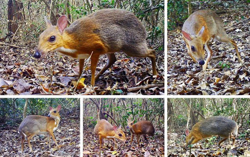 Vietnam : un animal mi-cerf mi-souris observé pour la première fois en 25 ans Vietnam : un animal mi-cerf mi-souris observé pour la première fois en 25 ans