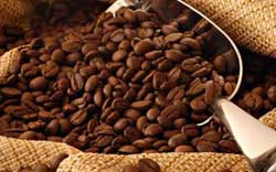 Cafe : Plus de café exporté que prévu au Vietnam Cafe : Plus de café exporté que prévu au Vietnam
