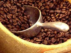 Café : Baisse des rendements caféiers au Vietnam Café : Baisse des rendements caféiers au Vietnam