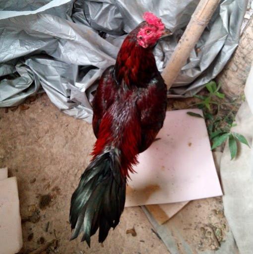 Un coq vietnamien sympathique et apprivoisé