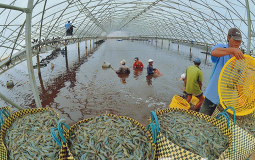 Vietnam : la crevette, trésor du Mékong