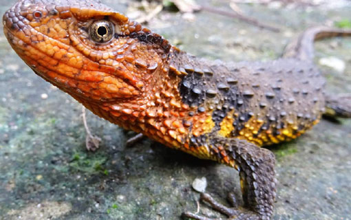 Un crocodile lézard découvert au Vietnam