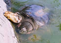 Vietnam: la tortue sacrée est menacée