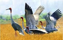 Vietnam: la province de Dong Thap déploie des mesures pour protéger et développer la population de grues à tête rouge Vietnam: la province de Dong Thap déploie des mesures pour protéger et développer la population de grues à tête rouge