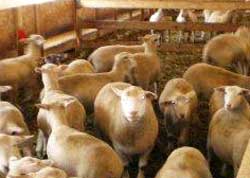 Premier envoi d'agneaux canadiens au Vietnam