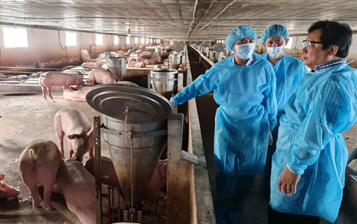 La crise russo-ukrainienne: le secteur de l'élevage du Vietnam devra faire face à la hausse du coût des matières premières importées de ces deux pays
