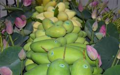 Le Vietnam en passe de devenir une puissance économique grâce à la croissance des exportations de fruits, selon le journal The Star (Malaisie) Le Vietnam en passe de devenir une puissance économique grâce à la croissance des exportations de fruits, selon le journal The Star (Malaisie)