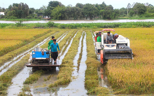 Le Vietnam exporte son premier lot de riz vers l'Europe dans le cadre de l'accord de libre-échange UE-Vietnam (EVFTA)