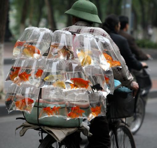 Course à l'Audimat: Le site Cap-vietnam.com en tête de peloton devant Google et MSN Course à l'Audimat: Le site Cap-vietnam.com en tête de peloton devant Google et MSN