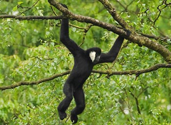 Une nouvelle population de gibbons découverte au Vietnam