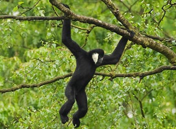 Une nouvelle population de gibbons découverte au Vietnam Une nouvelle population de gibbons découverte au Vietnam