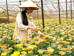 Exportation de fleurs au Vietnam : 60 millions de dollars