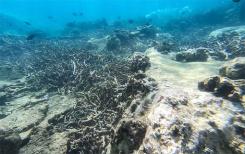 Vietnam : l’île de Hon Mun (près de Nha Trang) fermée aux plongeurs pour protéger le corail Vietnam : l’île de Hon Mun (près de Nha Trang) fermée aux plongeurs pour protéger le corail
