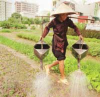 À Hanoi, l'urbanisation galopante menace l'horticulture