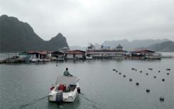 Vietnam : des huîtres au pied de la Baie d’Halong Vietnam : des huîtres au pied de la Baie d’Halong
