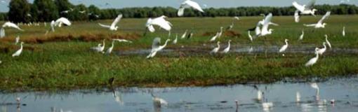 Tràm Chim, un écomusée dans le delta du Mékong Tràm Chim, un écomusée dans le delta du Mékong