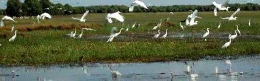 Tràm Chim, un écomusée dans le delta du Mékong