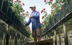 Vietnam : les jardins de fleurs de Sa Dec séduisent les touristes Vietnam : les jardins de fleurs de Sa Dec séduisent les touristes