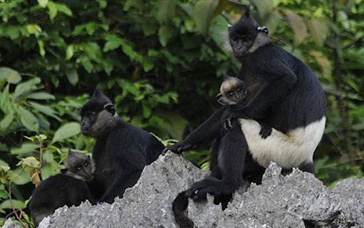 La deuxième plus grande population de langur de Delacour découverte au Vietnam