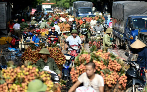 Au Vietnam, les agriculteurs luttent pour écouler des milliers de tonnes de litchis