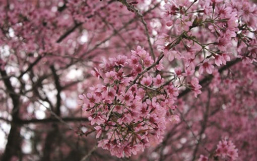 Dà Lat en pleine saison de la floraison des mai anh đào (Prunus cerasoides) Dà Lat en pleine saison de la floraison des mai anh đào (Prunus cerasoides)