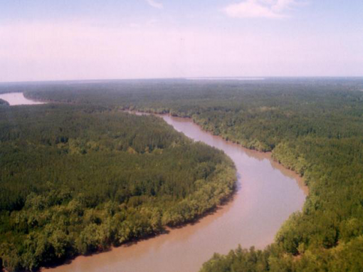 La Mangrove de Can Gio La Mangrove de Can Gio