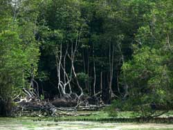 Vietnam : De la mangrove pour réduire l’impact des catastrophes naturelles