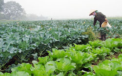 Maraîchage urbain au Vietnam : la qualité sanitaire passe par les conseils techniques aux groupes de producteurs Maraîchage urbain au Vietnam : la qualité sanitaire passe par les conseils techniques aux groupes de producteurs