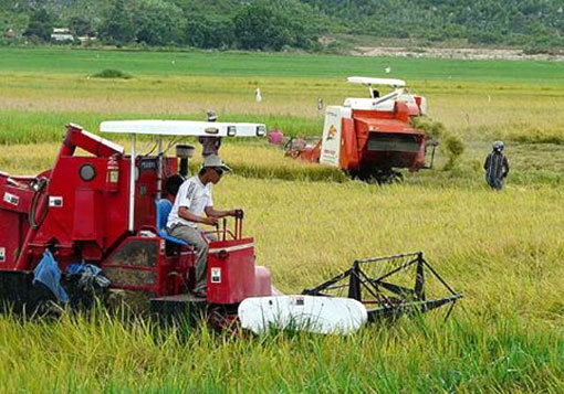 Vietnam : Moderniser le secteur agricole 