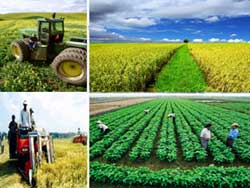 Vietnam : un secteur agroalimentaire en plein expansion Vietnam : un secteur agroalimentaire en plein expansion