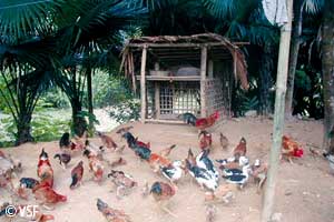 Le Vietnam félicité par l’OIE pour ses acquis en termes de santé animale Le Vietnam félicité par l’OIE pour ses acquis en termes de santé animale