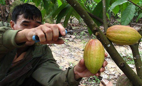 Un arbre pour demain plantera des cacaoyers au Vietnam - Plérin (Côtes-d'Armor)