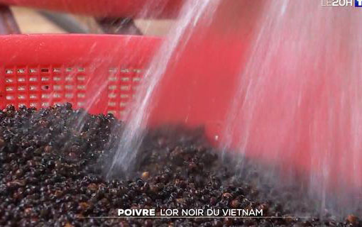 Poivre, l'or noir du Vietnam Poivre, l'or noir du Vietnam