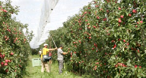 Les producteurs de pommes tarn-et-garonnais à la conquête du Viêtnam Les producteurs de pommes tarn-et-garonnais à la conquête du Viêtnam