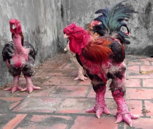 Les jambes de ce poulet vietnamien sont vraiment très spéciales