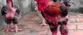 Les jambes de ce poulet vietnamien sont vraiment très spéciales