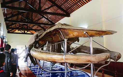 Un squelette de baleine de 22 m conservé à Van Thuy Tu Un squelette de baleine de 22 m conservé à Van Thuy Tu