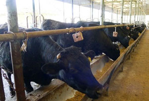 Vietnam : vers de nouvelles races bovines locales Vietnam : vers de nouvelles races bovines locales