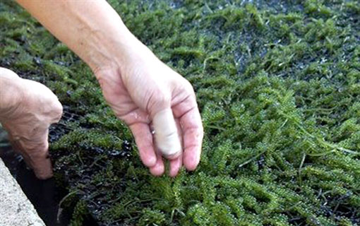 Vietnam - La culture des algues de raisins de mer : un métier rentable