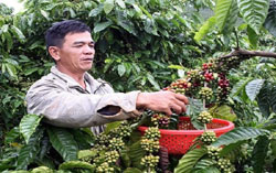 Le Vietnam double ses réserves de café Le Vietnam double ses réserves de café
