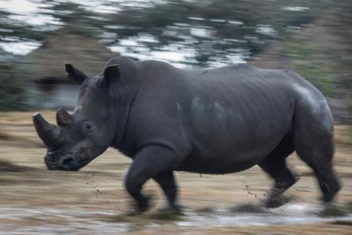 Trafic de corne de rhinocéros: des arrestations au Vietnam