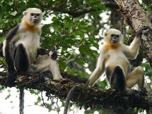 Une centaine de Rhinopithèques à Ha Giang Une centaine de Rhinopithèques à Ha Giang