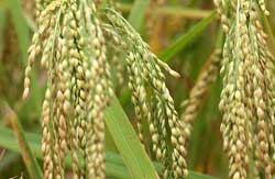 Le Vietnam aidera la Tunisie à cultiver son propre riz Le Vietnam aidera la Tunisie à cultiver son propre riz