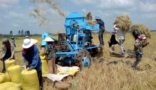 Riz : Année fructueuse pour le riz au Vietnam