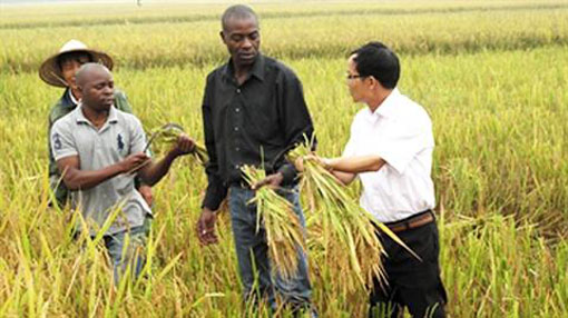 Le riz vietnamien en terre africaine Le riz vietnamien en terre africaine