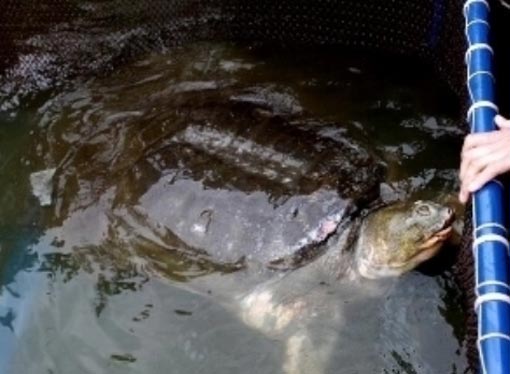 Vietnam: la tortue de Hanoï est rentrée Vietnam: la tortue de Hanoï est rentrée