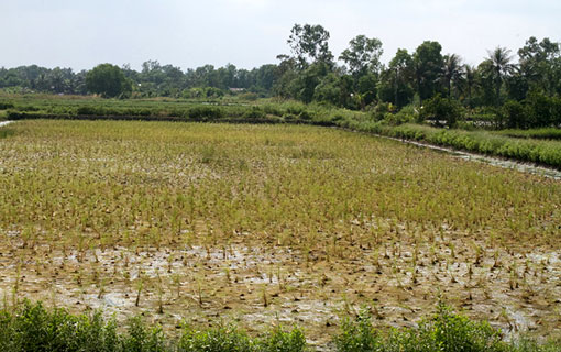 Vietnam: sécheresse et salinisation record dans le delta du Mékong